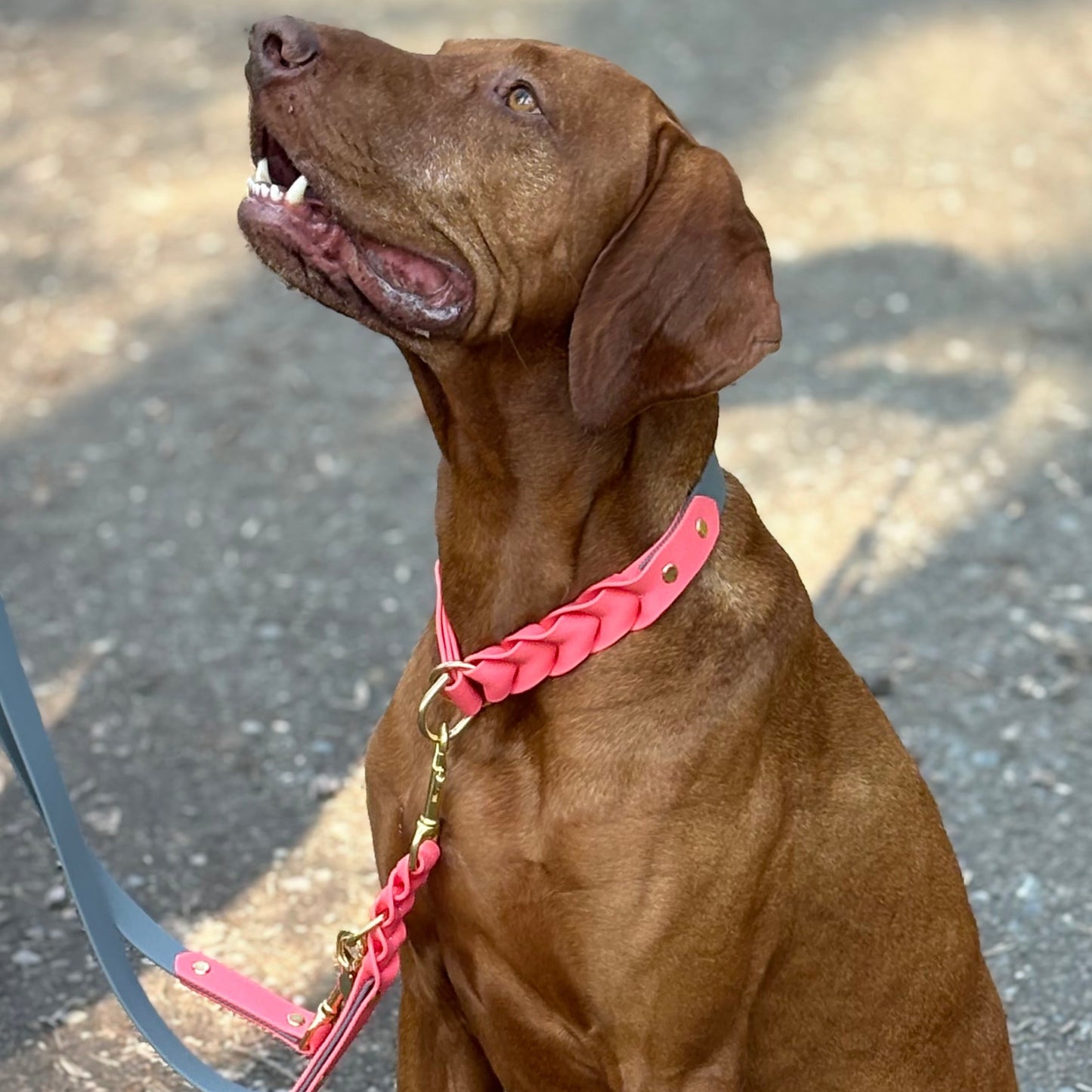 Zugstopp Halsband "Nova" - Coral & Grau